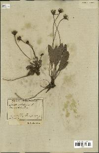 spécimen de Leontodon tuberosus
