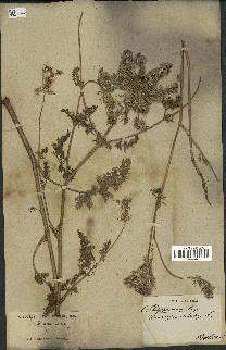 spécimen de Daucus muricatus