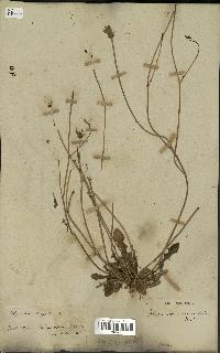 spécimen de Hypochaeris radicata