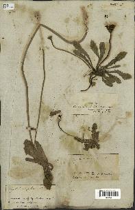 spécimen de Hypochaeris radicata