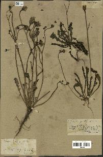 spécimen de Hypochaeris glabra