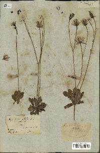 spécimen de Hypochaeris glabra