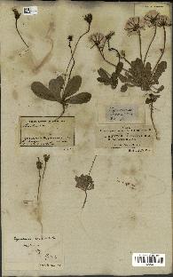 spécimen de Hypochaeris glabra