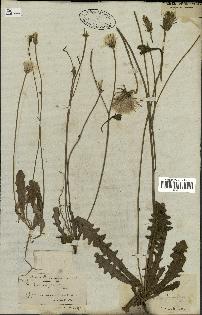 spécimen de Hypochaeris glabra