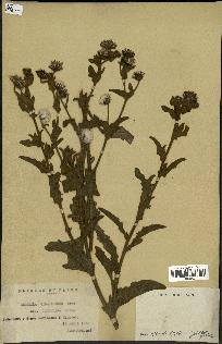 spécimen de Andryala canariensis