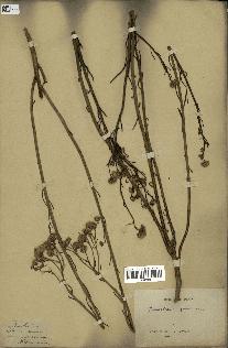 spécimen de Baccharis juncea