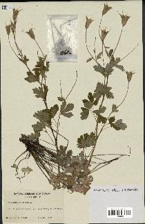 spécimen de Aquilegia canadensis