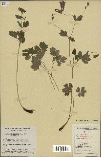spécimen de Aquilegia canadensis