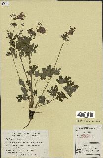 spécimen de Aquilegia canadensis