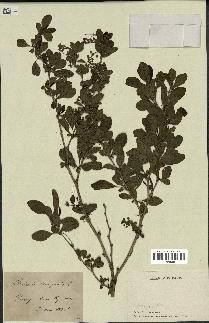 spécimen de Berberis vulgaris