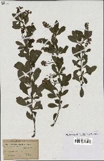 spécimen de Berberis vulgaris