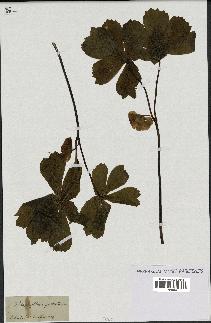 spécimen de Podophyllum peltatum