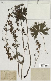 spécimen de Aconitum lycoctonum