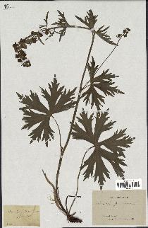 spécimen de Aconitum lycoctonum