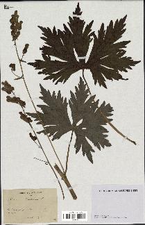spécimen de Aconitum lycoctonum