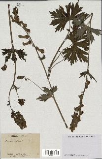 spécimen de Aconitum lycoctonum
