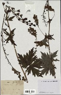 spécimen de Aconitum lycoctonum