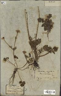 spécimen de Ranunculus bulbosus