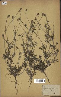 spécimen de Papaver hispidum