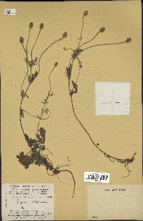spécimen de Papaver hispidum