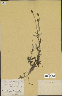 spécimen de Papaver hispidum