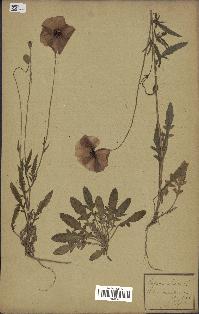 spécimen de Papaver rhoeas