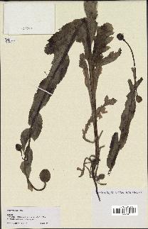 spécimen de Papaver somniferum