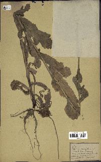 spécimen de Papaver somniferum