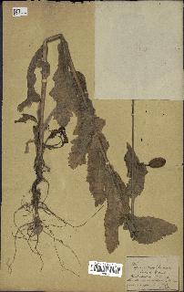 spécimen de Papaver somniferum