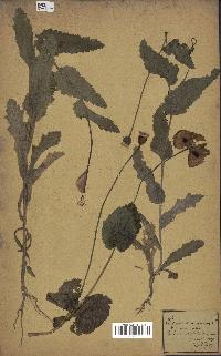 spécimen de Papaver somniferum