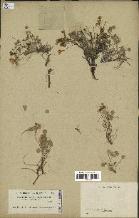 spécimen de Sarcocapnos crassifolia