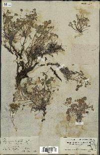 spécimen de Sarcocapnos crassifolia
