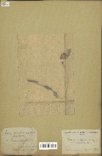 spécimen de Papaver somniferum