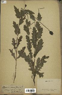 spécimen de Papaver somniferum