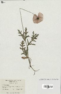 spécimen de Papaver dubium