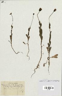 spécimen de Papaver somniferum