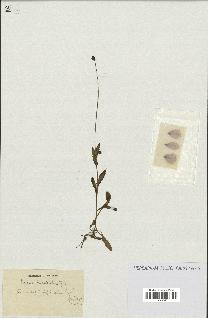spécimen de Papaver pinnatifidum