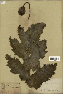 spécimen de Papaver somniferum