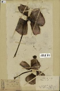 spécimen de Papaver somniferum