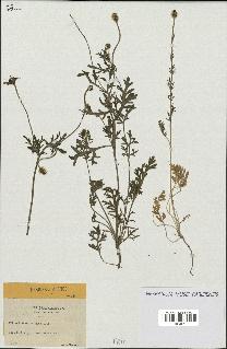 spécimen de Papaver hispidum