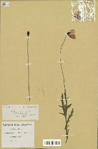 spécimen de Papaver dubium