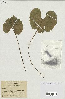 spécimen de Sanguinaria canadensis