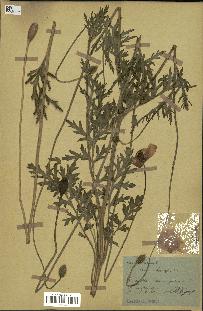 spécimen de Papaver somniferum