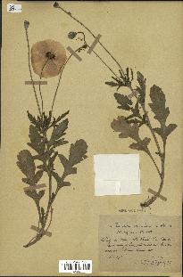 spécimen de Papaver somniferum