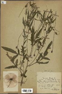 spécimen de Papaver somniferum