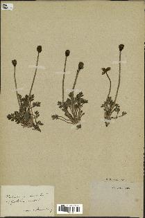 spécimen de Papaver nudicaule