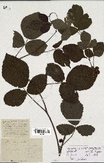 spécimen de Rubus glandulosus