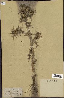 spécimen de Scolymus maculatus