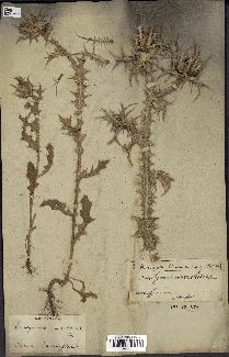 spécimen de Scolymus maculatus