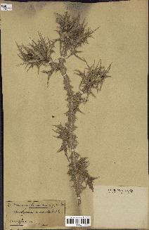 spécimen de Scolymus maculatus